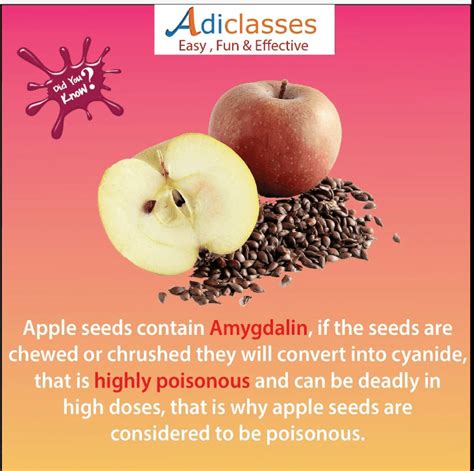 do apple seeds contain arsenic.